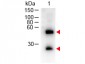 Anti-Mouse IgG (H&L)  (Peroxidase Conjugated) Secondary Antibody